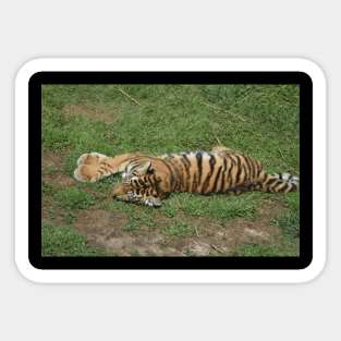 Tiger Cub Sticker